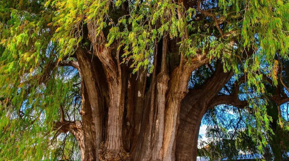 ¿Conoces sobre el árbol nacional?